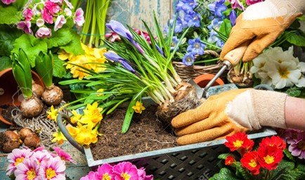 TRỒNG CÂY CHUYÊN NGHIỆP